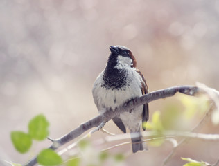 House Sparrow Perched on a  Branch