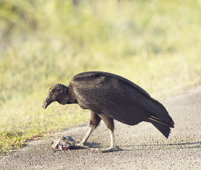 American Black Vulture eating a fish
