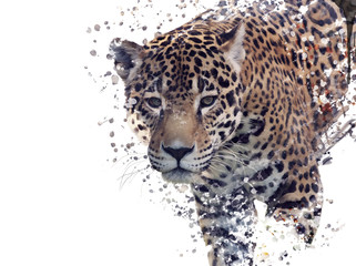 Obraz na płótnie Canvas Leopard Portrait Watercolor