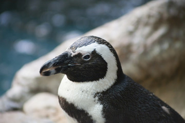 Obraz premium Penguin