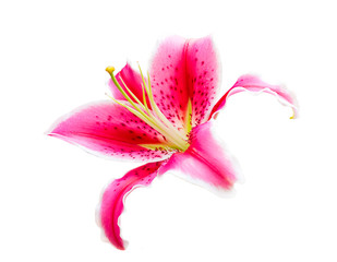 Pink lily flower on white