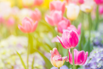 Pink tulip flower in garden