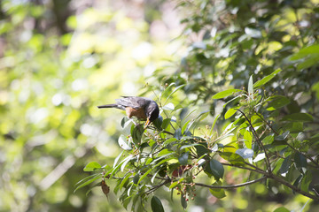 American Robin (Turdus Migratorius )