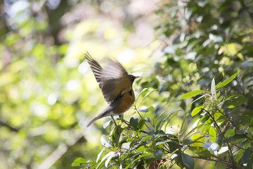 American Robin (Turdus Migratorius )