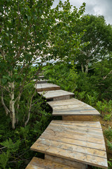 Fototapeta na wymiar Wooden path in the Uzon Caldera. Kronotsky Nature Reserve
