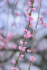 Pink colorful Japanese plum blossoms