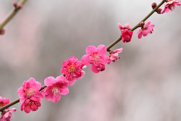 Pink colorful Japanese plum blossoms in horizontal frame