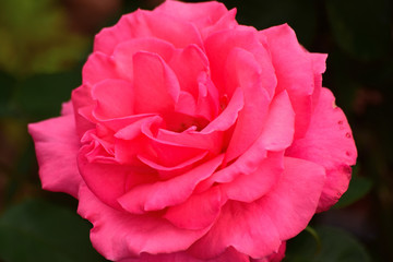 Macro details of vibrant red Rose flowers in garden