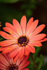 Soft aster flower in vertical frame