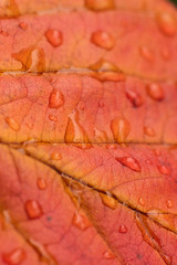 Fototapeta premium Red autumn leaf background with water drops in vertical frame