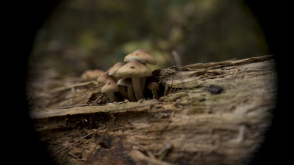 Mushrooms growing in the wild