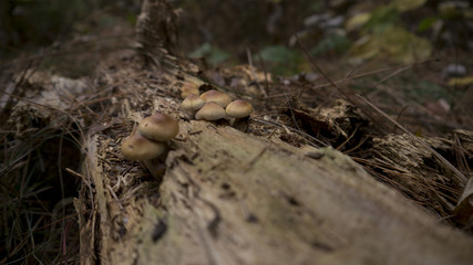 Mushrooms growing in the wild