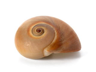 Shell from the Pacific Ocean floor