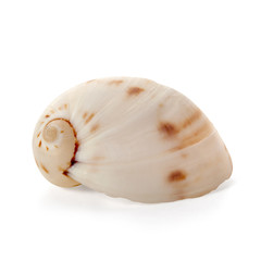 Shell from the Pacific Ocean floor