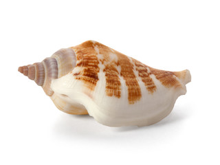Shell from the Pacific Ocean floor