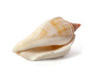 Shell from the Pacific Ocean floor
