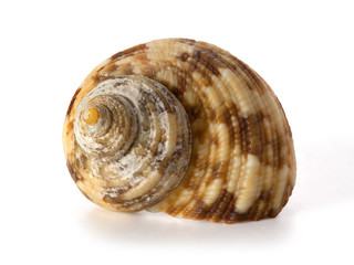Shell from the Pacific Ocean floor