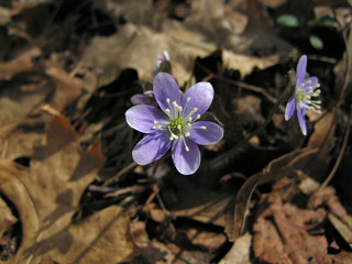 Spring flowers emerging from forest floor