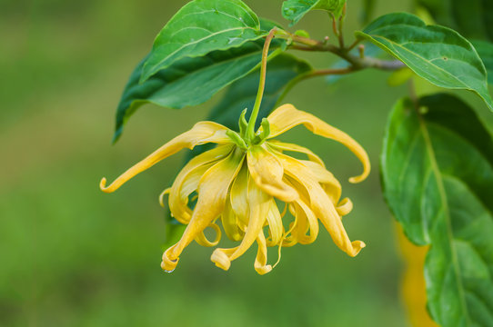 Fototapeta Ylang-Ylang flower on tree, for the manufacture of essential oil