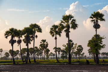 Fototapeta premium Green field or rice farm with sugar palms