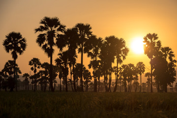 Fototapeta na wymiar Green field or rice farm with sugar palms