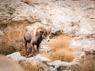 Desert BigHorn