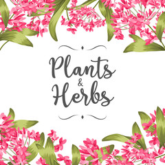 Plants and herbs background