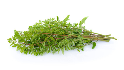 Moringa leaves