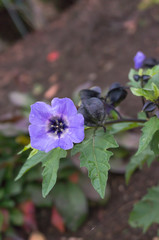 Nicandra physalodes  (shoo-fly plant) flower 