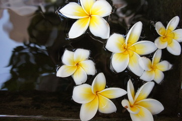 Plumeria or frangipani white and yellow flowers on water