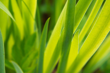 Green grass soft focus