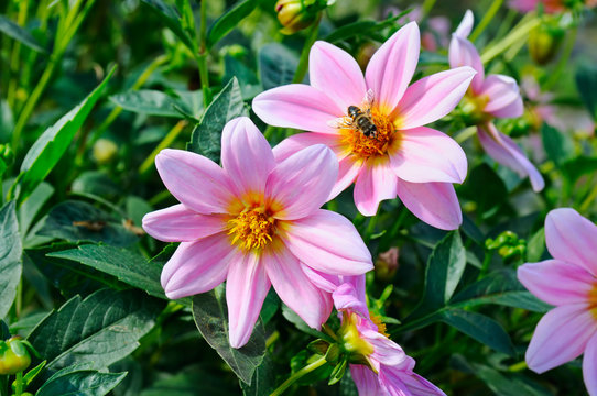 Dahlia, bee on a flower. Focus it on the flowers. Shallow depth