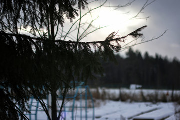 Obraz premium Tree branches in winter