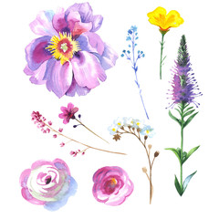 Wildflower rose flower in a watercolor style isolated