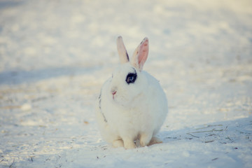 Grey rabbit on the snow