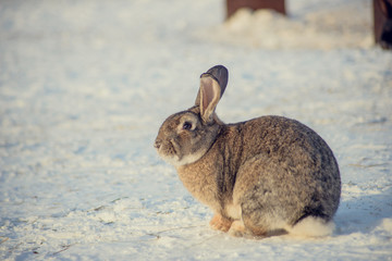 Grey rabbit on the snow