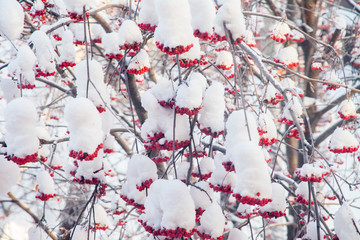 Winter landscape with berries of a mountain ash on a tree