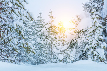 Winter Forest Landscape -  trees covered big snow