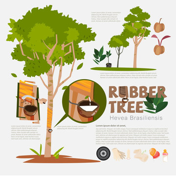 Rubber tree or Hevea brasiliensis with detail infographic elemen