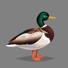 Realistic bird Wild Duck on a grey background.