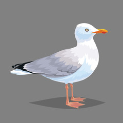 Naklejka premium Realistic bird Seagull on a grey background.