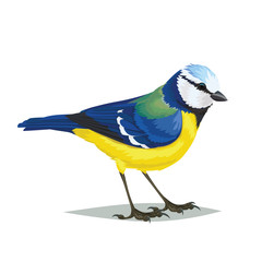Realistic bird Eurasian blue tit on a white background.