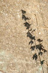 Tree leaves shadow on wall background, Nature Abstract