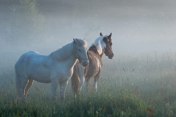 Two horses in misty landscape