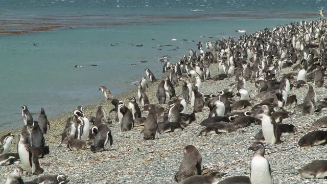 Thousands of Magellanic Penguins in their Natural Habitat on the Rocky Shores of the Beagle Channel at the Southern Most Tip of South America in Tierra del Fuego Argentina