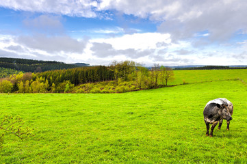 Obraz premium Cow Grazing in the Green Grass