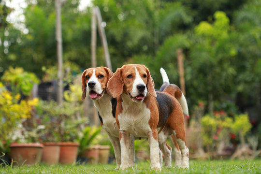 Love between dogs, Friendship between two beagle dogs