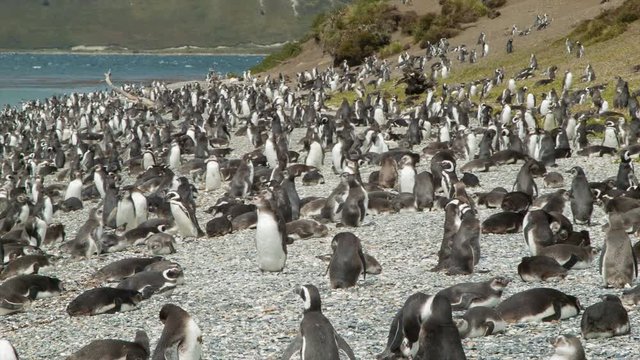 Panning Over Tousands of Magellanic Penguins in their Natural Habitat on the Rocky Shores of the Beagle Channel at the Southern Most Tip of South America in Tierra del Fuego Argentina