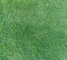 Fototapeta premium Green grass background texture.