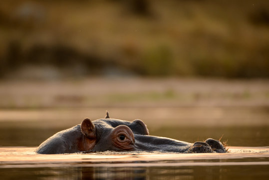 Common hippopotamus or hippo (Hippopotamus amphibius). Blyamiti Waterhole.  Kruger National Park. Mpumalanga. South Africa.